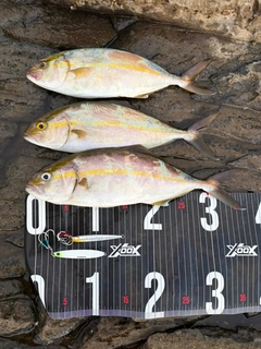 ショゴの釣果
