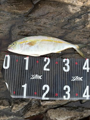 ハマチの釣果