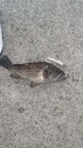 ソイの釣果