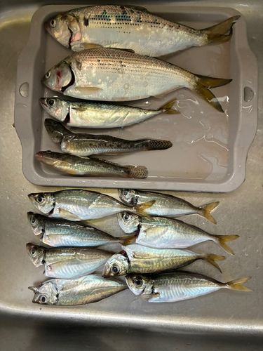アジの釣果