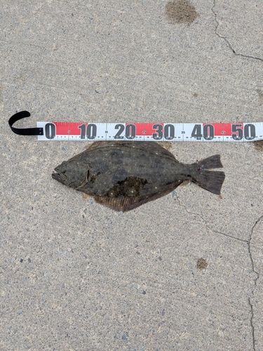 ヒラメの釣果