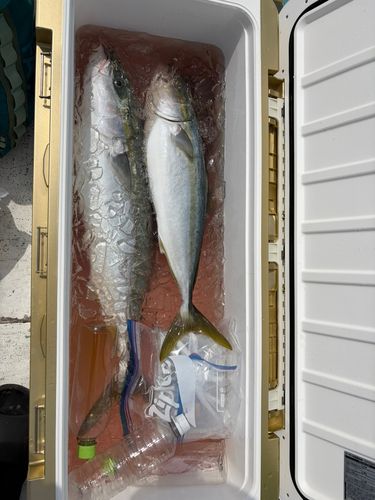 ワラサの釣果