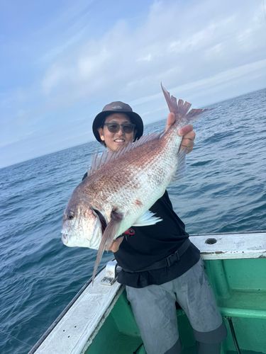 マダイの釣果