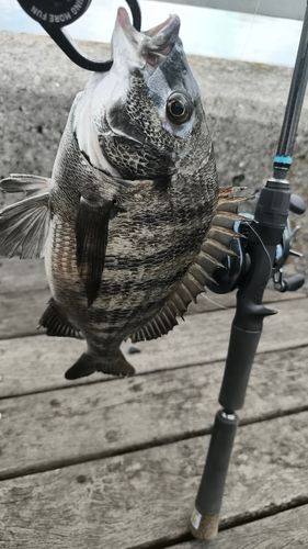 クロダイの釣果