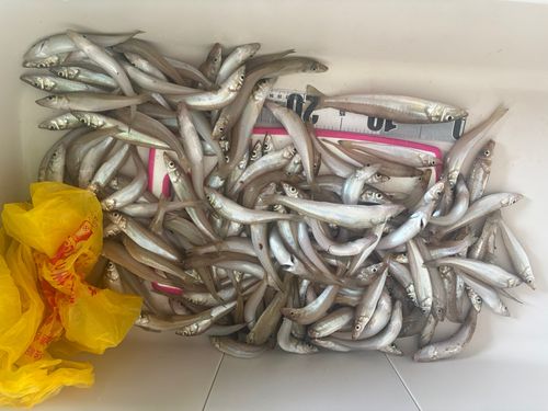 シロギスの釣果