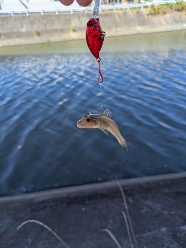 ハゼの釣果