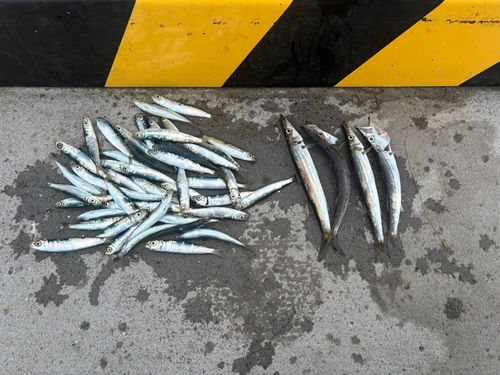 カマスの釣果