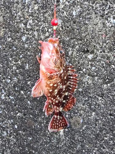 カサゴの釣果