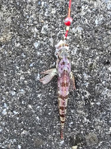ハゼの釣果