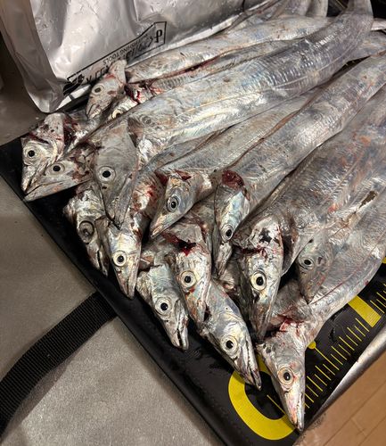 タチウオの釣果