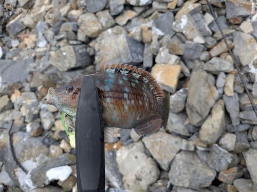 ホシササノハベラの釣果