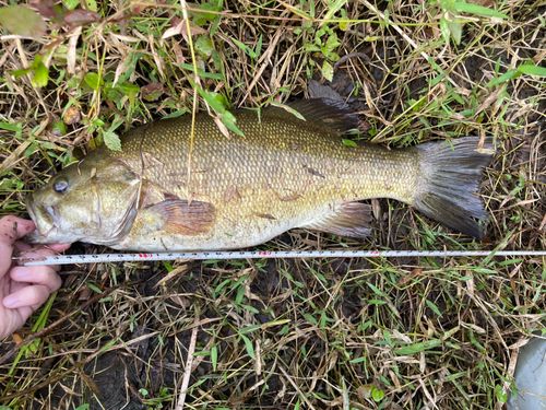 スモールマウスバスの釣果