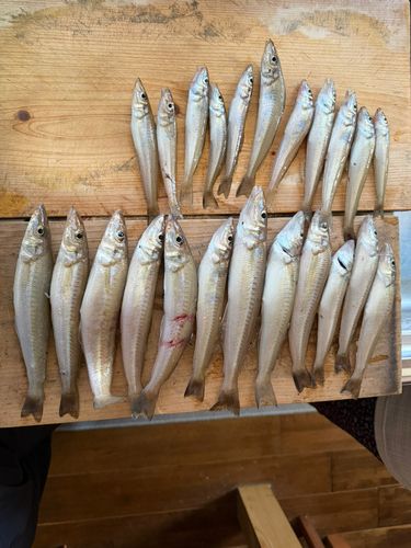 キスの釣果