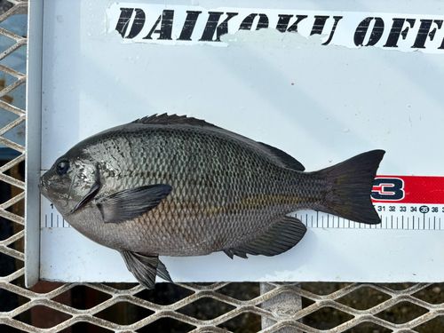 メジナの釣果