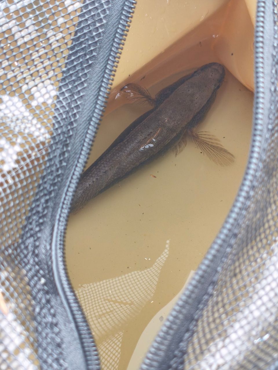 カワアナゴ