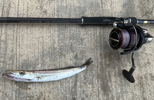 カマスの釣果