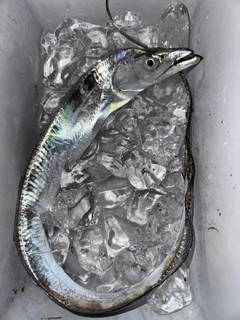 タチウオの釣果