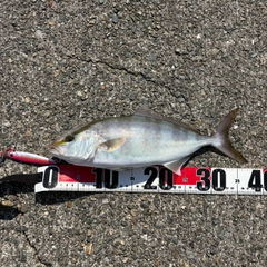 シオの釣果