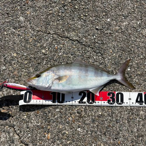 シオの釣果