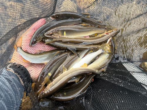 アユの釣果
