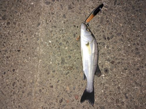 スズキの釣果