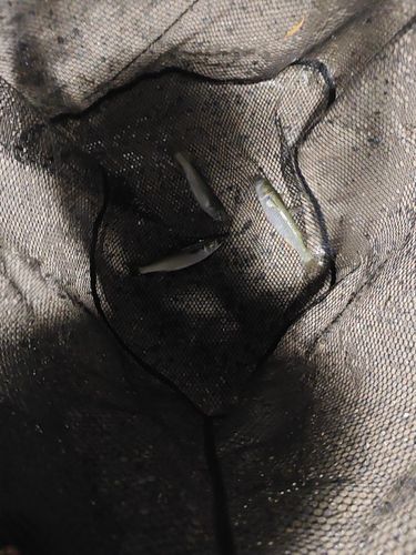 ボラの釣果