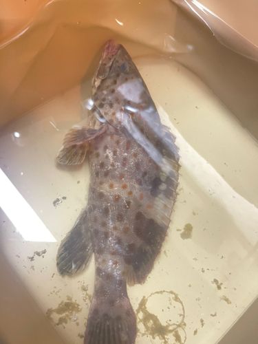 チャイロマルハタの釣果