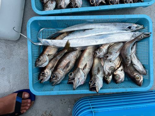 クロムツの釣果