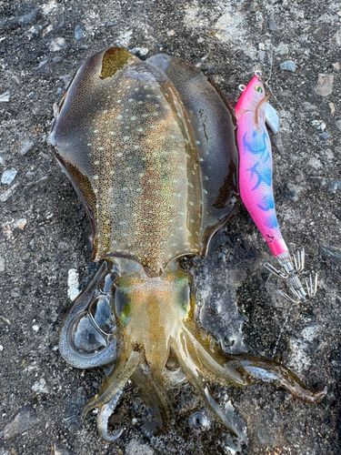アオリイカの釣果