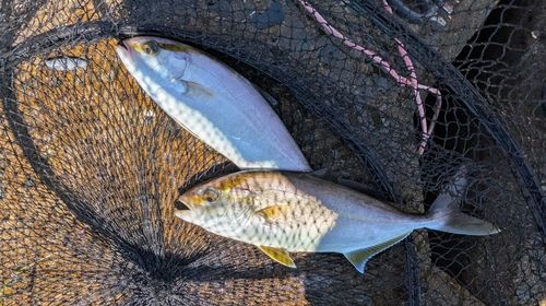 ネリゴの釣果