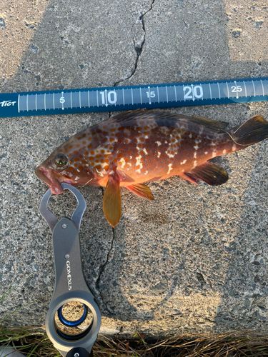 キジハタの釣果