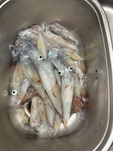 ケンサキイカの釣果