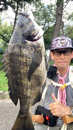 チヌの釣果