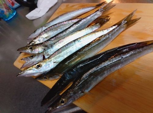 カマスの釣果
