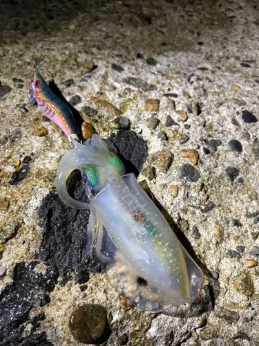 アオリイカの釣果