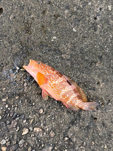 キジハタの釣果