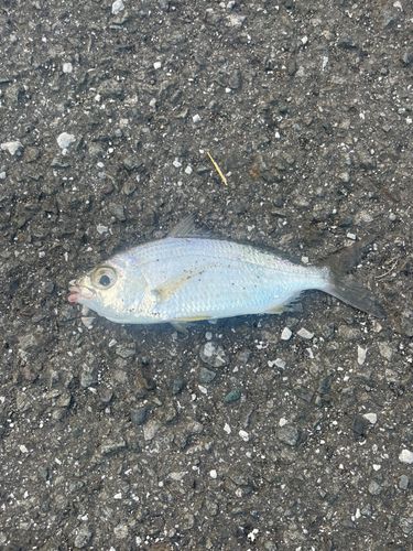 クロサギの釣果