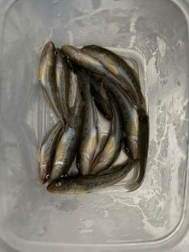 マハゼの釣果