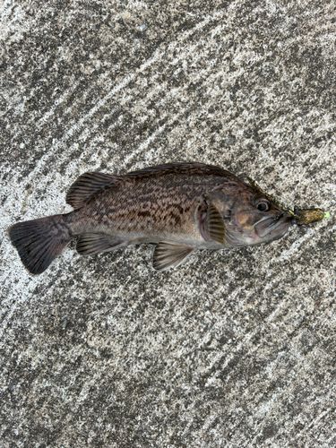 釣果