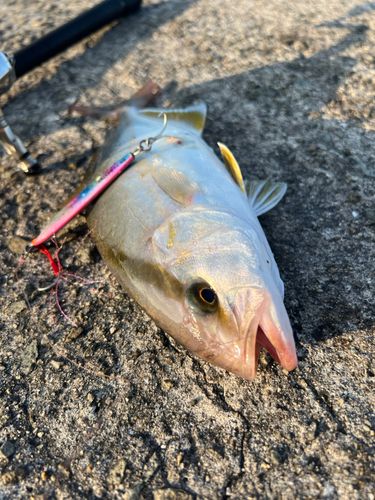 ショゴの釣果