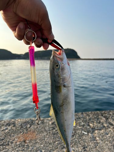 ネリゴの釣果