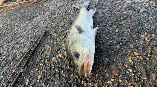 フッコ（マルスズキ）の釣果
