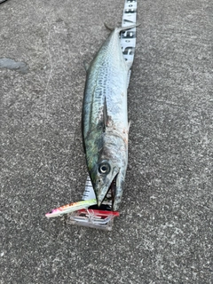 サゴシの釣果
