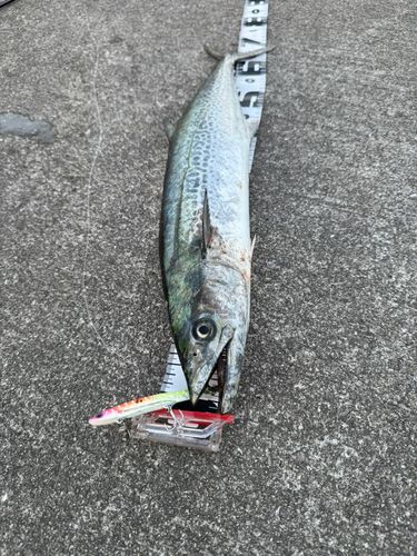 サゴシの釣果