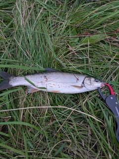 ウグイの釣果
