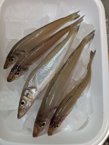 シロギスの釣果