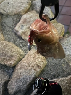 アコウの釣果