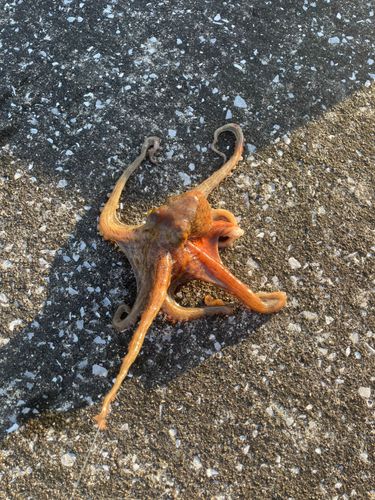 タコの釣果