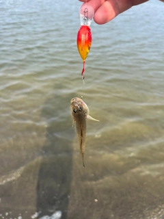 ハゼの釣果
