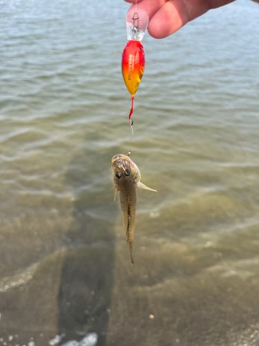 ハゼの釣果
